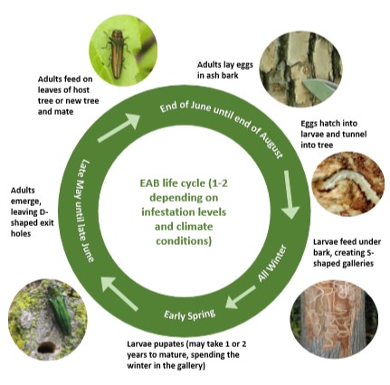 illustration of EAB life cycle