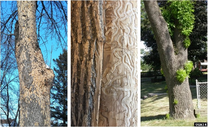 EAB signs on trees