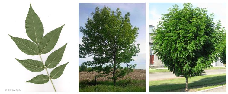 collage of three images of ash tree