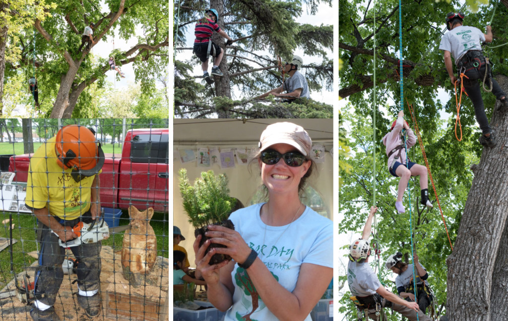 collage of Arbour Day activites: man carving a tree stump; woman holding a spruce saplings in her hand; kids tree climbing