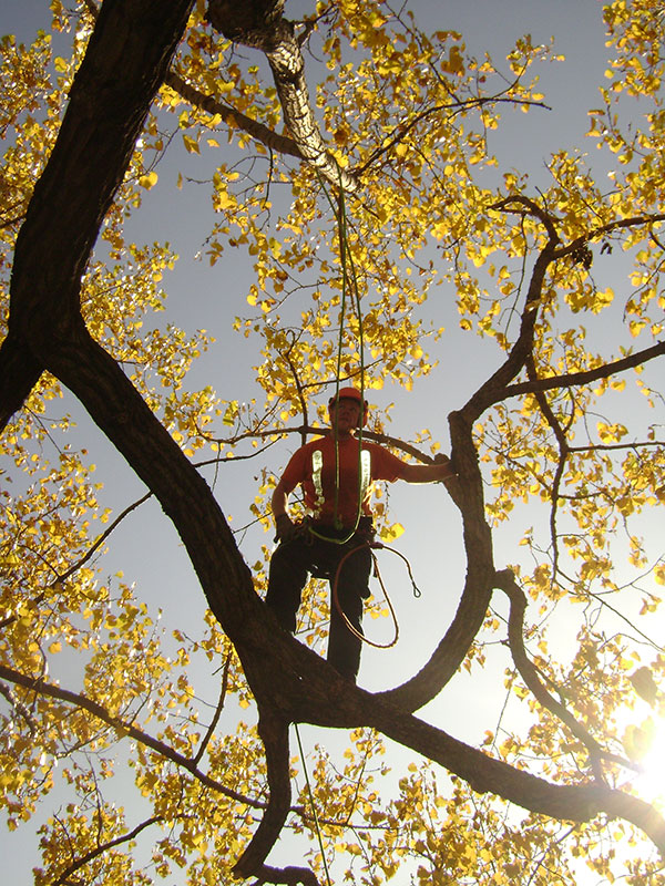 arborist in tree climbing