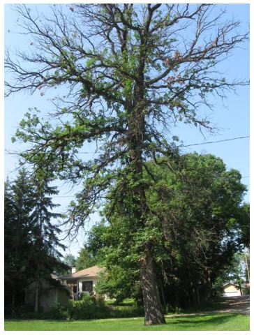 A bur oak tree showing signs of decline.