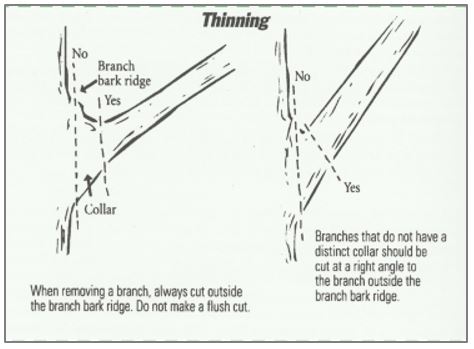 Illustration of pruning cuts..