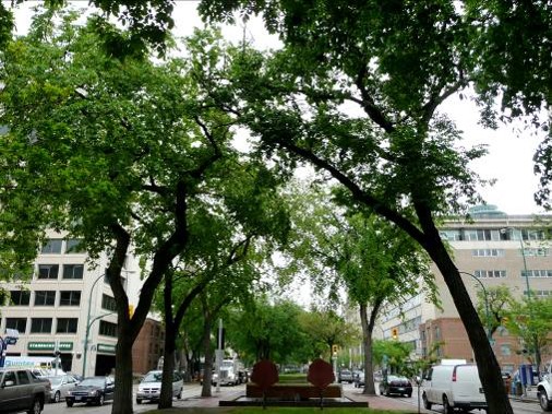 Elm trees on Broadway