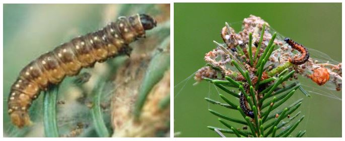 spruce budworm