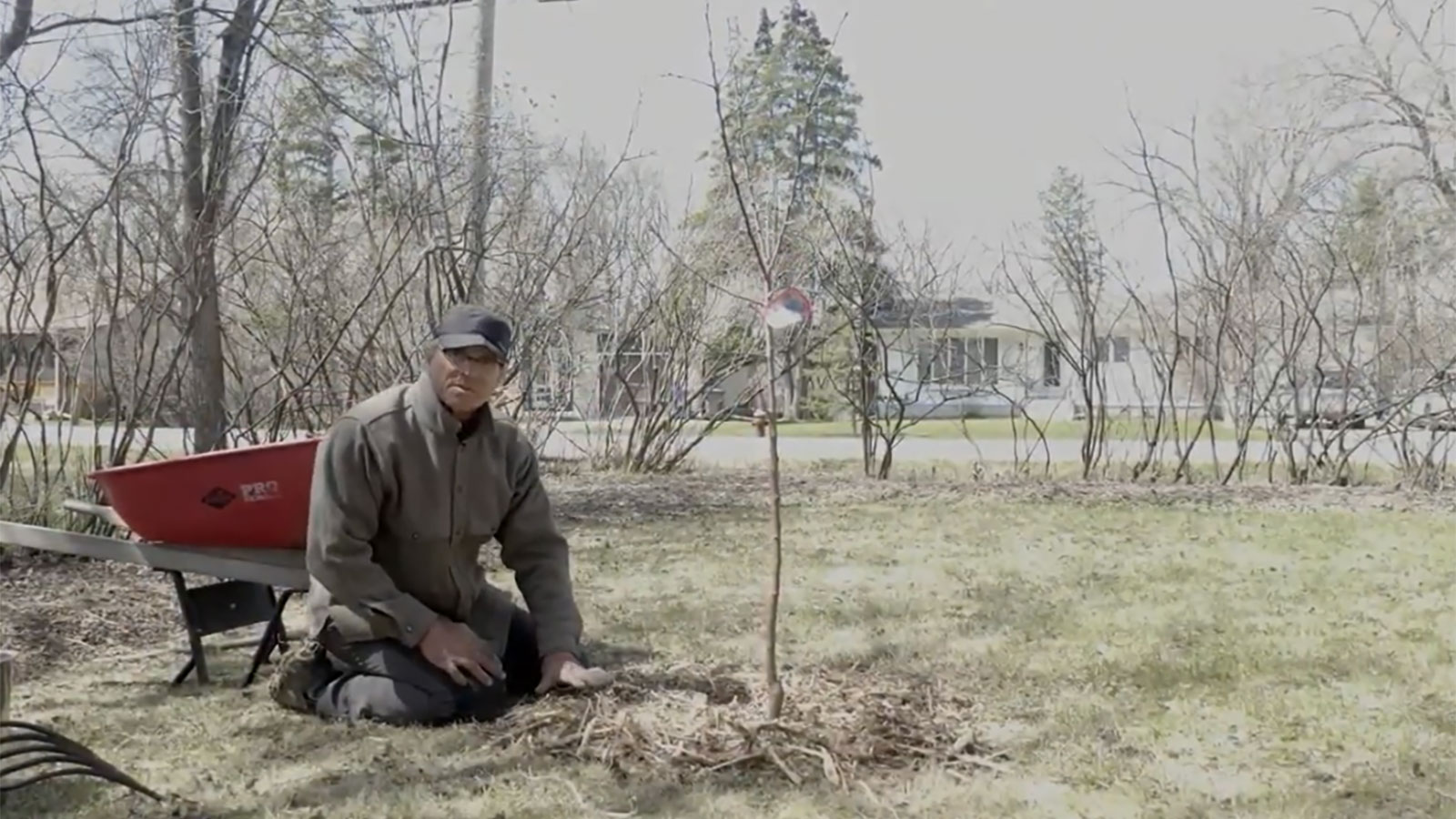 tree-planting-video-poster.jpg (248 KB)